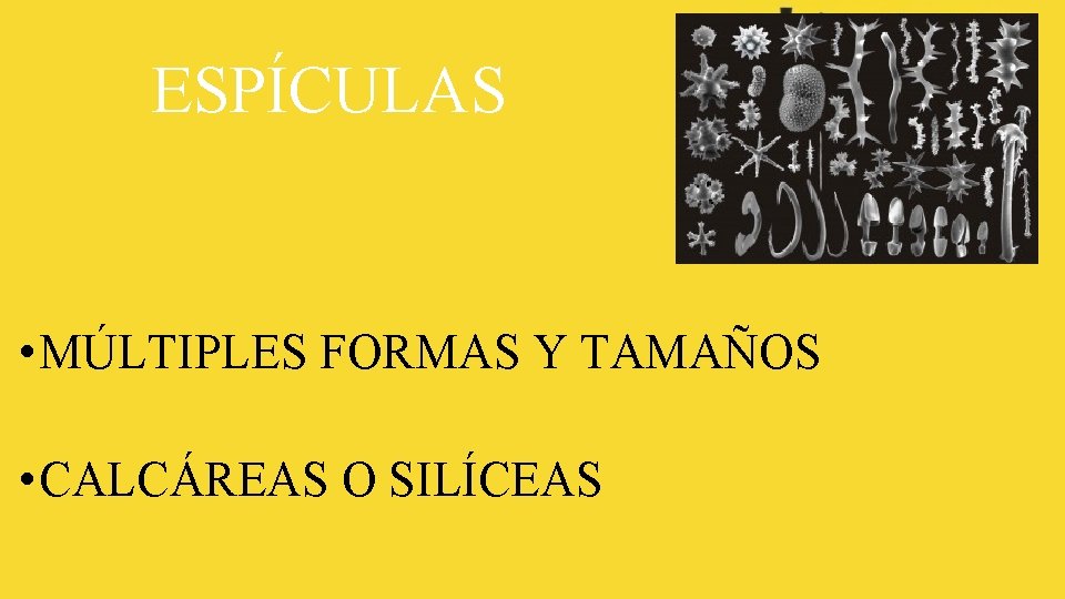 ESPÍCULAS • MÚLTIPLES FORMAS Y TAMAÑOS • CALCÁREAS O SILÍCEAS 