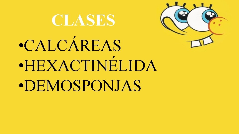 CLASES • CALCÁREAS • HEXACTINÉLIDA • DEMOSPONJAS 