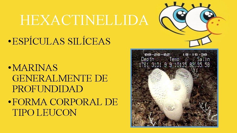 HEXACTINELLIDA • ESPÍCULAS SILÍCEAS • MARINAS GENERALMENTE DE PROFUNDIDAD • FORMA CORPORAL DE TIPO HEXACTINELLIDA • ESPÍCULAS SILÍCEAS • MARINAS GENERALMENTE DE PROFUNDIDAD • FORMA CORPORAL DE TIPO