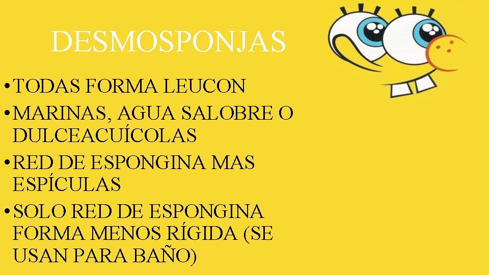 DESMOSPONJAS • TODAS FORMA LEUCON • MARINAS, AGUA SALOBRE O DULCEACUÍCOLAS • RED DE