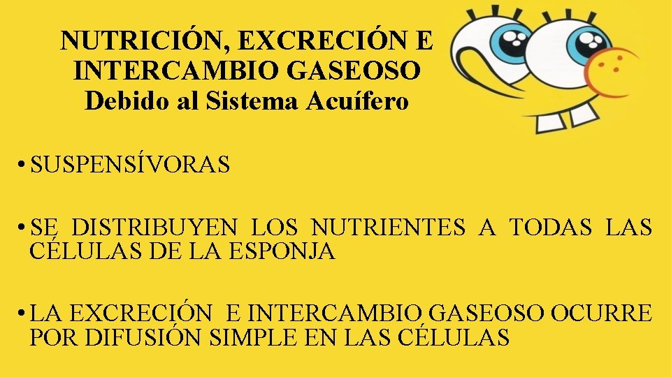 NUTRICIÓN, EXCRECIÓN E INTERCAMBIO GASEOSO Debido al Sistema Acuífero • SUSPENSÍVORAS • SE DISTRIBUYEN