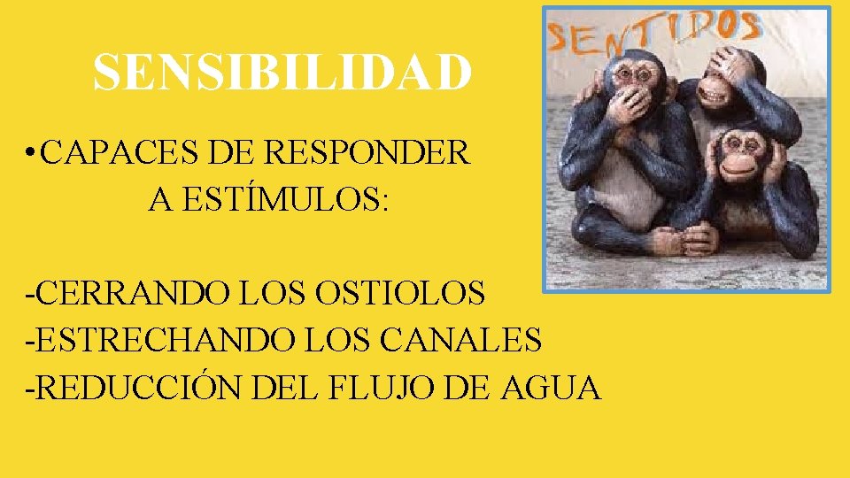 SENSIBILIDAD • CAPACES DE RESPONDER A ESTÍMULOS: -CERRANDO LOS OSTIOLOS -ESTRECHANDO LOS CANALES -REDUCCIÓN