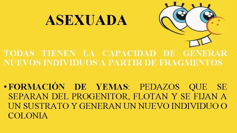 ASEXUADA TODAS TIENEN LA CAPACIDAD DE GENERAR NUEVOS INDIVIDUOS A PARTIR DE FRAGMENTOS • ASEXUADA TODAS TIENEN LA CAPACIDAD DE GENERAR NUEVOS INDIVIDUOS A PARTIR DE FRAGMENTOS •