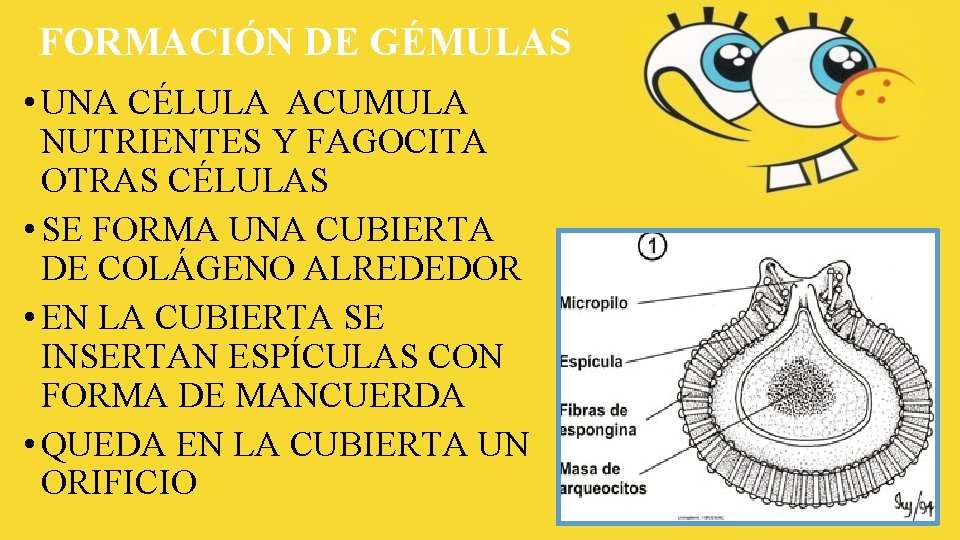 FORMACIÓN DE GÉMULAS • UNA CÉLULA ACUMULA NUTRIENTES Y FAGOCITA OTRAS CÉLULAS • SE