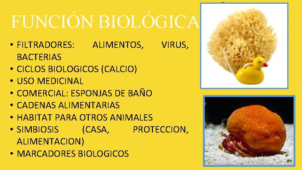 FUNCIÓN BIOLÓGICA • FILTRADORES: ALIMENTOS, VIRUS, BACTERIAS • CICLOS BIOLOGICOS (CALCIO) • USO MEDICINAL