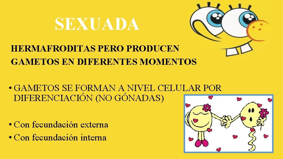 SEXUADA HERMAFRODITAS PERO PRODUCEN GAMETOS EN DIFERENTES MOMENTOS • GAMETOS SE FORMAN A NIVEL SEXUADA HERMAFRODITAS PERO PRODUCEN GAMETOS EN DIFERENTES MOMENTOS • GAMETOS SE FORMAN A NIVEL