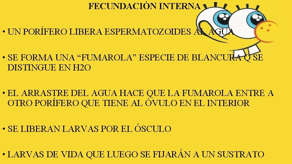 FECUNDACIÓN INTERNA • UN PORÍFERO LIBERA ESPERMATOZOIDES AL AGUA • SE FORMA UNA “FUMAROLA”