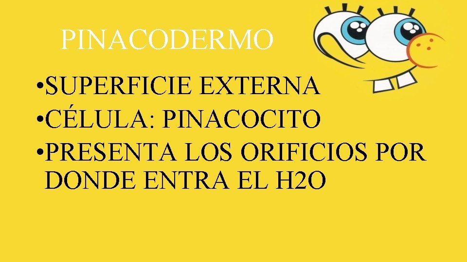 PINACODERMO • SUPERFICIE EXTERNA • CÉLULA: PINACOCITO • PRESENTA LOS ORIFICIOS POR DONDE ENTRA