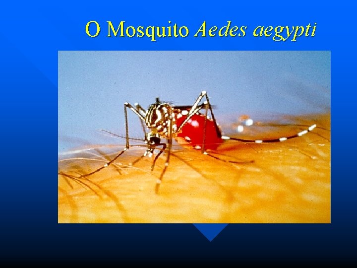 O Mosquito Aedes aegypti 