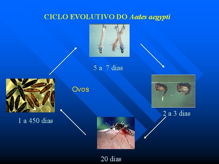 CICLO EVOLUTIVO DO Aedes aegypti 5 a 7 dias Ovos 2 a 3 dias