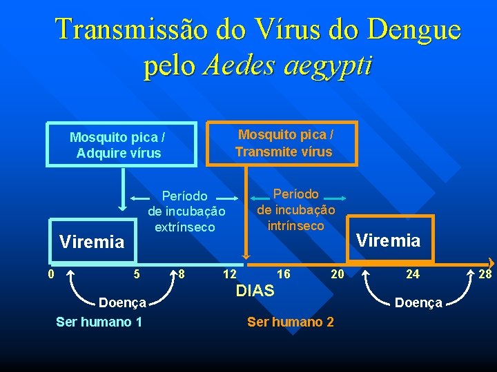 Transmissão do Vírus do Dengue pelo Aedes aegypti Mosquito pica / Transmite vírus Mosquito