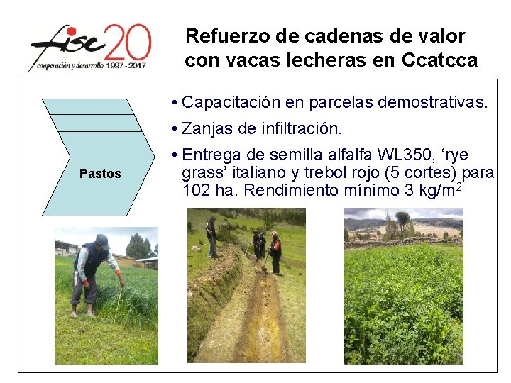 Refuerzo de cadenas de valor con vacas lecheras en Ccatcca • Capacitación en parcelas