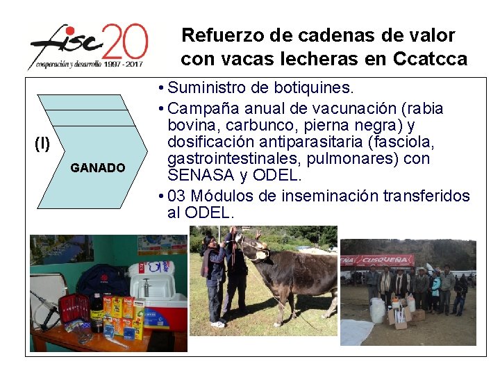 Refuerzo de cadenas de valor con vacas lecheras en Ccatcca (I) GANADO • Suministro