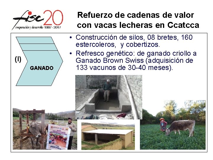 Refuerzo de cadenas de valor con vacas lecheras en Ccatcca (I) GANADO • Construcción