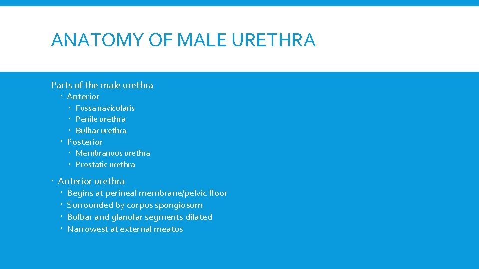 ANATOMY OF MALE URETHRA Parts of the male urethra Anterior Fossa navicularis Penile urethra