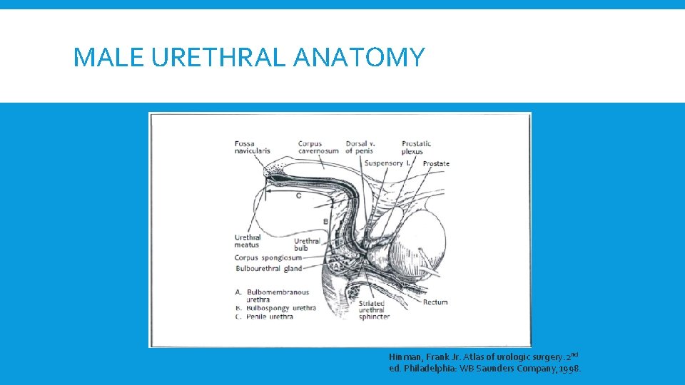 MALE URETHRAL ANATOMY Hinman, Frank Jr. Atlas of urologic surgery. 2 nd ed. Philadelphia: