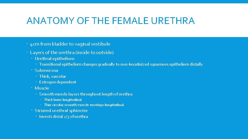 ANATOMY OF THE FEMALE URETHRA 4 cm from bladder to vaginal vestibule Layers of