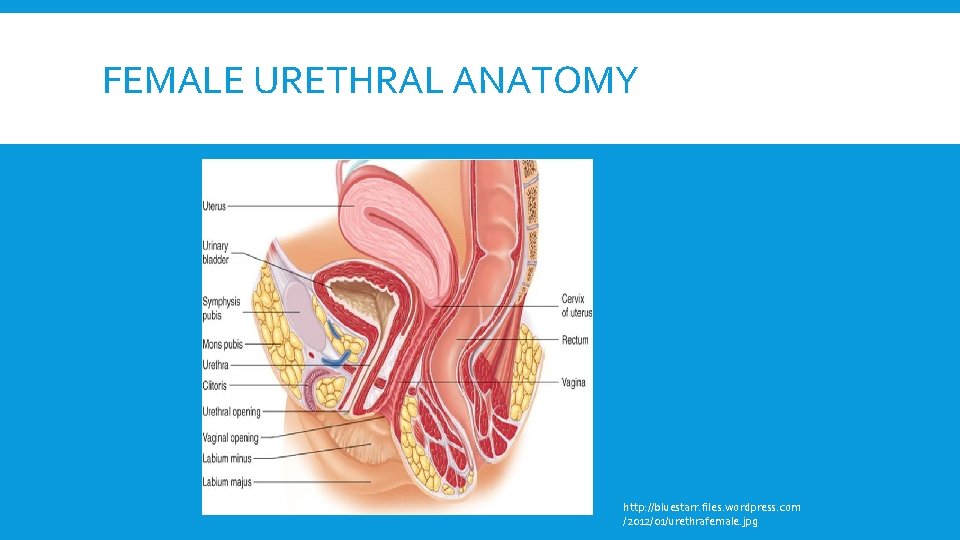 FEMALE URETHRAL ANATOMY http: //bluestarr. files. wordpress. com /2012/01/urethrafemale. jpg 