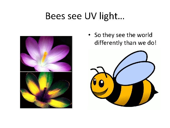 Bees see UV light… • So they see the world differently than we do!