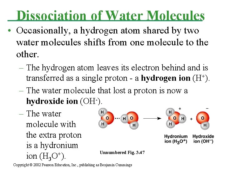 Dissociation of Water Molecules • Occasionally, a hydrogen atom shared by two water molecules
