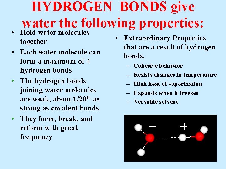 HYDROGEN BONDS give water the following properties: • Hold water molecules together • Each