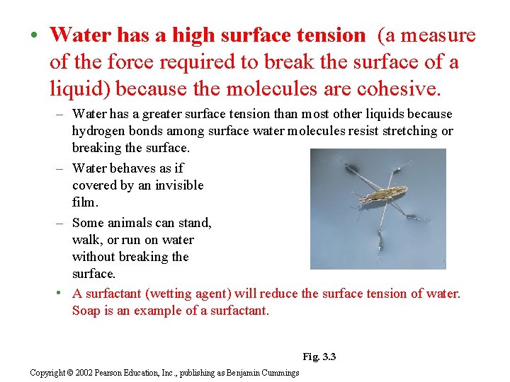  • Water has a high surface tension (a measure of the force required