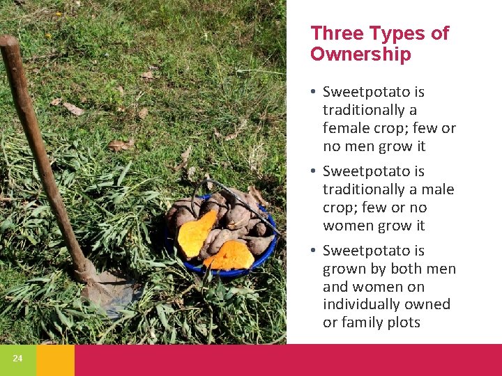 Three Types of Ownership • Sweetpotato is traditionally a female crop; few or no