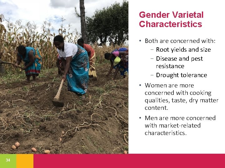 Gender Varietal Characteristics • Both are concerned with: − Root yields and size −