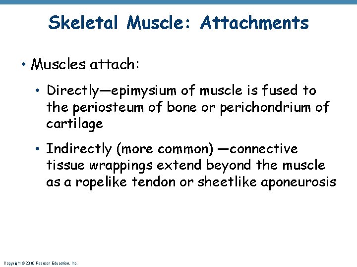 Skeletal Muscle: Attachments • Muscles attach: • Directly—epimysium of muscle is fused to the