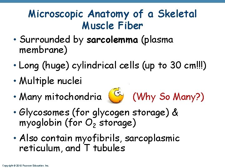 Microscopic Anatomy of a Skeletal Muscle Fiber • Surrounded by sarcolemma (plasma membrane) •