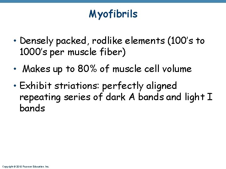 Myofibrils • Densely packed, rodlike elements (100’s to 1000’s per muscle fiber) • Makes