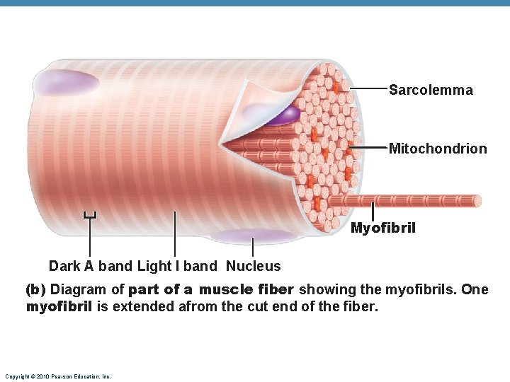 Sarcolemma Mitochondrion Myofibril Dark A band Light I band Nucleus (b) Diagram of part