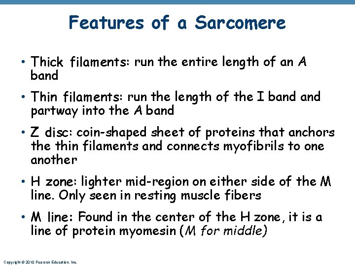 Features of a Sarcomere • Thick filaments: run the entire length of an A