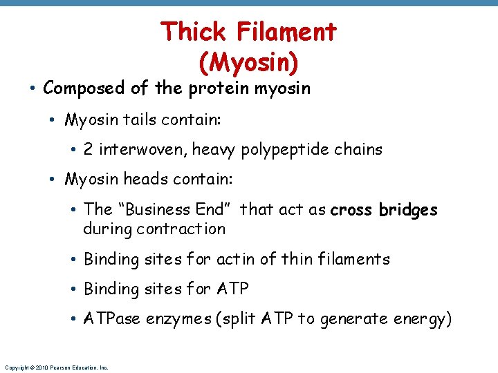 Thick Filament (Myosin) • Composed of the protein myosin • Myosin tails contain: •