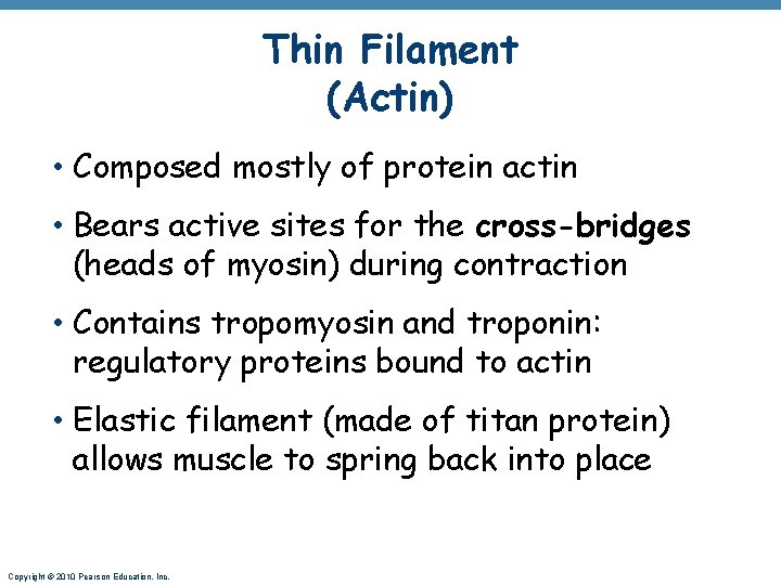 Thin Filament (Actin) • Composed mostly of protein actin • Bears active sites for