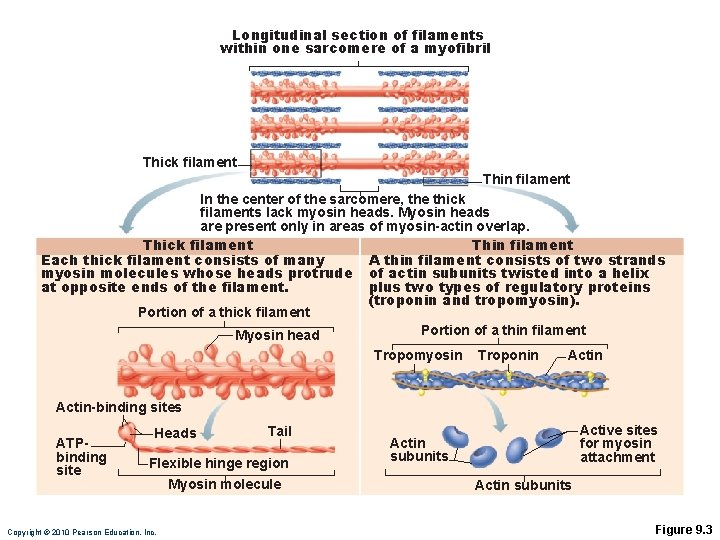 Longitudinal section of filaments within one sarcomere of a myofibril Thick filament Thin filament