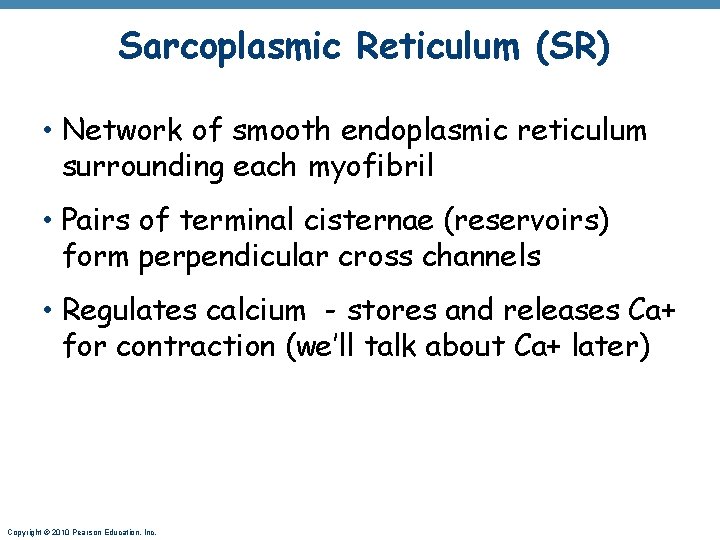 Sarcoplasmic Reticulum (SR) • Network of smooth endoplasmic reticulum surrounding each myofibril • Pairs