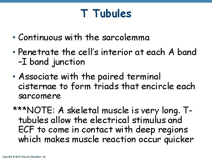 T Tubules • Continuous with the sarcolemma • Penetrate the cell’s interior at each