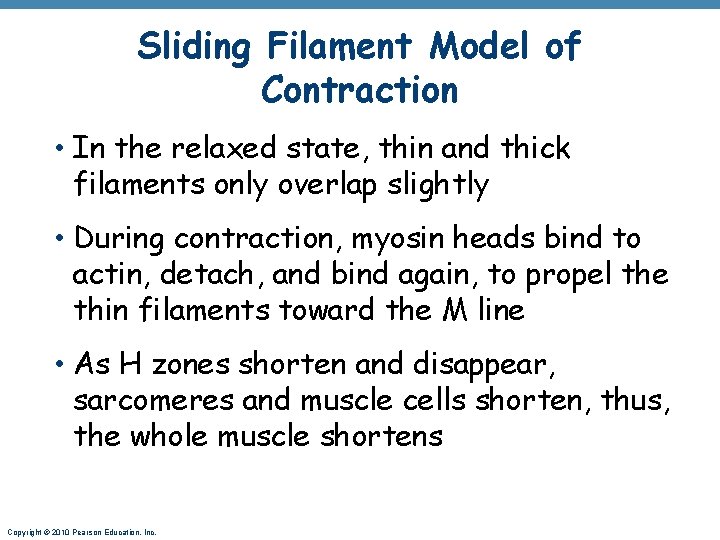 Sliding Filament Model of Contraction • In the relaxed state, thin and thick filaments