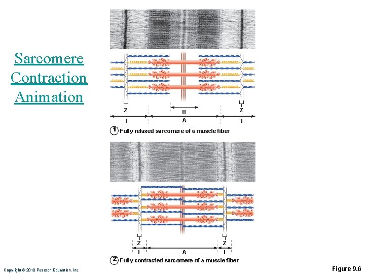 Sarcomere Contraction Animation Z Z H A I I 1 Fully relaxed sarcomere of