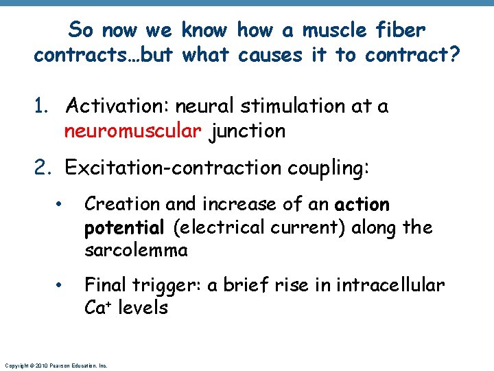 So now we know how a muscle fiber contracts…but what causes it to contract?