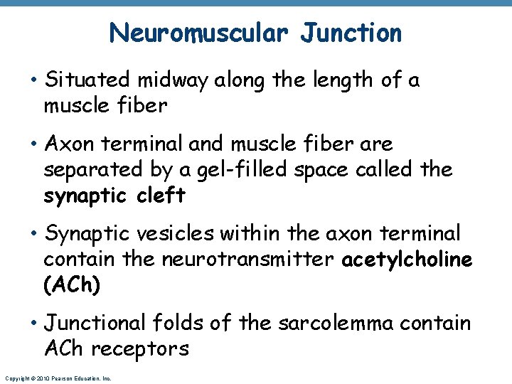 Neuromuscular Junction • Situated midway along the length of a muscle fiber • Axon