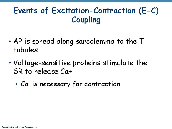 Events of Excitation-Contraction (E-C) Coupling • AP is spread along sarcolemma to the T