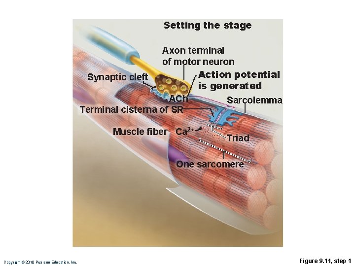 Setting the stage Axon terminal of motor neuron Action potential Synaptic cleft is generated