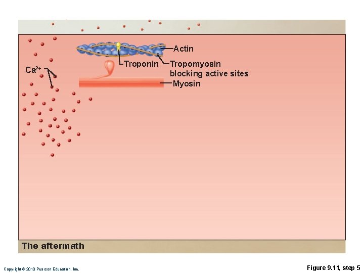 Actin Ca 2+ Troponin Tropomyosin blocking active sites Myosin The aftermath Copyright © 2010