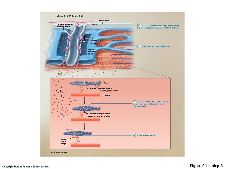 Steps in E-C Coupling: Sarcolemma Voltage-sensitive tubule protein T tubule 1 Action potential is