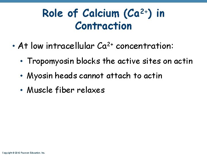 Role of Calcium (Ca 2+) in Contraction • At low intracellular Ca 2+ concentration: