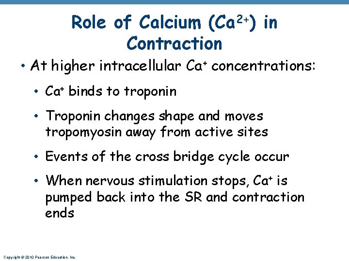 Role of Calcium (Ca 2+) in Contraction • At higher intracellular Ca+ concentrations: •