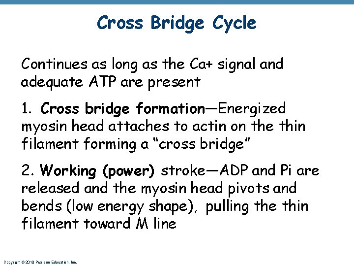 Cross Bridge Cycle Continues as long as the Ca+ signal and adequate ATP are