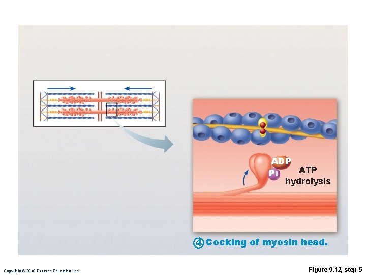 ADP ATP Pi hydrolysis 4 Cocking of myosin head. Copyright © 2010 Pearson Education,